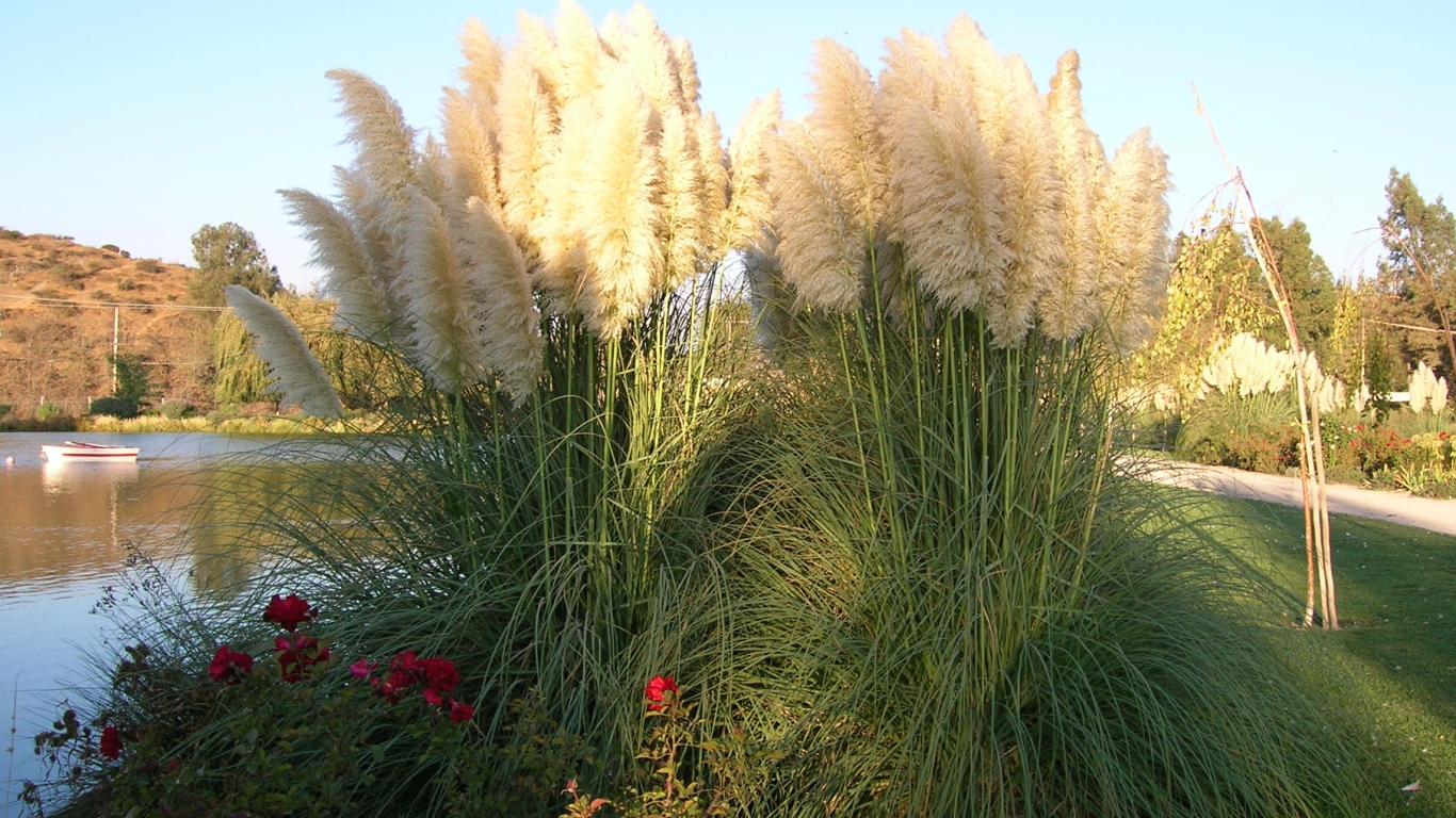 Ornamentación en laguna artificial 